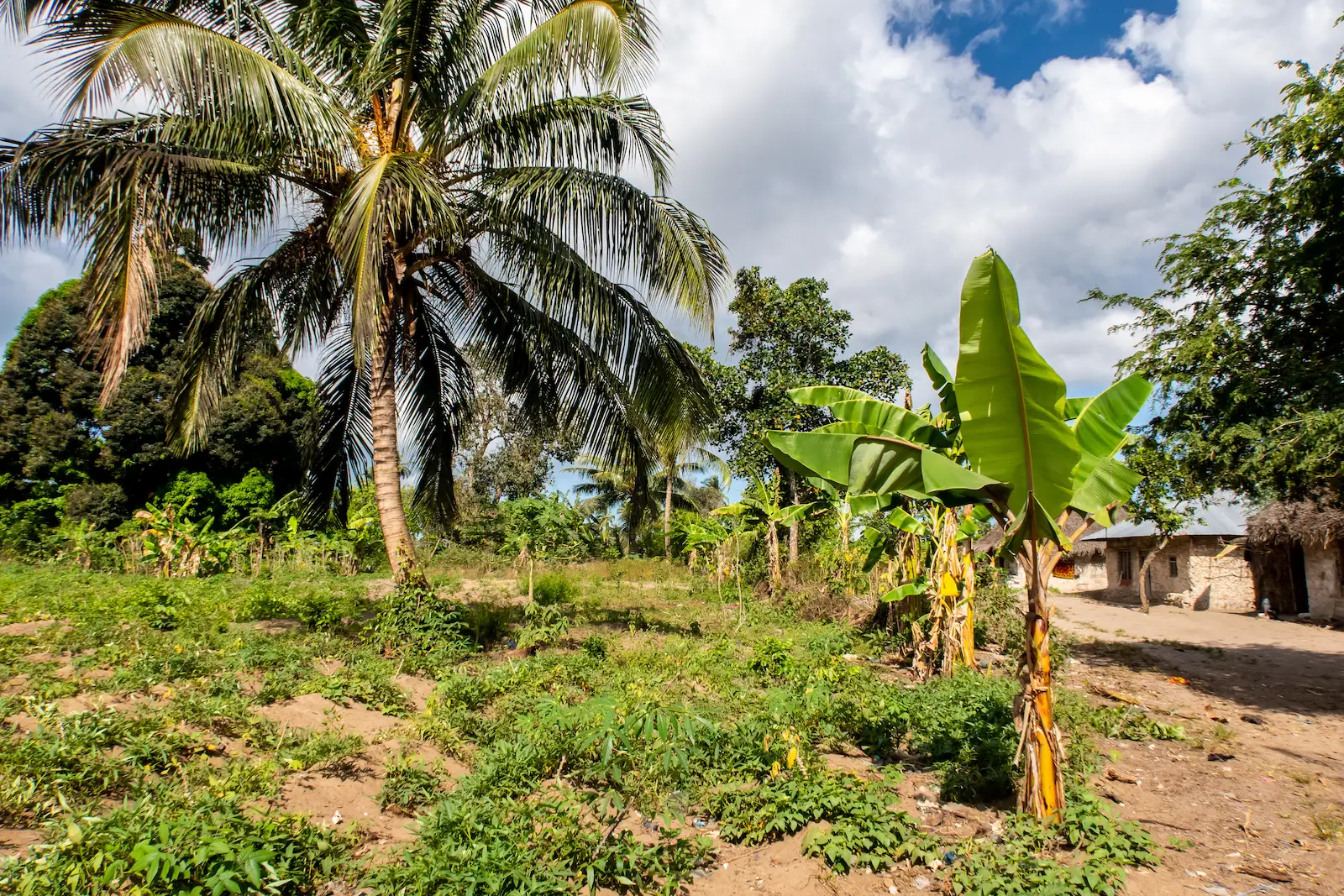 Organic food grown on site